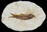 Fossil Fish (Knightia) With Floating Frame Case #105609-1